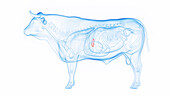 Cow's gallbladder, illustration