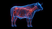 Cow's nervous system, illustration