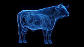 Cow's internal organs, illustration