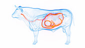 Cow's stomach and esophagus, illustration