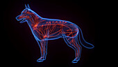 Dog's lymphatic system, illustration