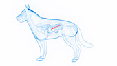 Dog's pancreas, illustration