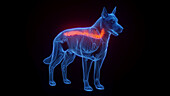 Dog's spine, illustration