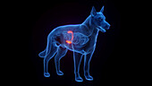 Dog's spleen, illustration