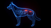 Dog's urinary system, illustration