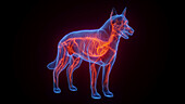 Dog's vascular system, illustration