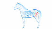 Genitals of a male horse, illustration