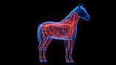 Horse's nervous system, illustration