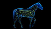 Horse's lymphatic system, illustration