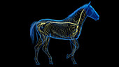Horse's nervous system, illustration