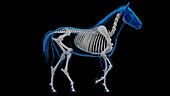Horse's skeletal system, illustration