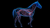 Horse's cardiovascular sys, illustration
