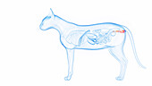 Cat's internal organs, illustration