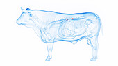 Cow's adrenal glands, illustration