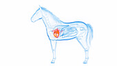 Horse's heart, illustration