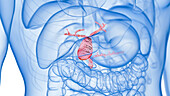 Inflamed gallbladder, illustration