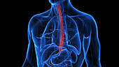 Inflamed oesophagus, illustration