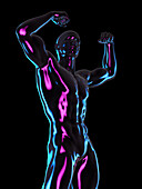 Muscular male body, illustration