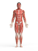 Muscle system, illustration