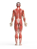 Muscle system, illustration
