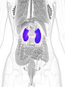 Female kidneys, illustration