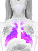 Female lung, illustration