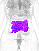 Female small intestine, illustration