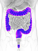 Male colon, illustration