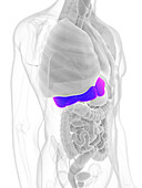 Male liver, illustration