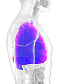 Male lung, illustration