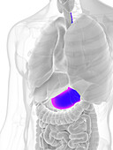 Male stomach, illustration