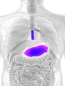 Male stomach, illustration