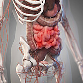 Abdominal organs, illustration