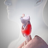 Larynx and thyroid, illustration