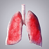 Lung, illustration