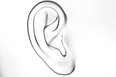 Female ear, illustration