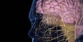 Male nervous system, illustration