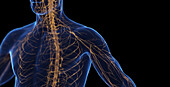 Male nervous system, illustration