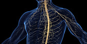 Male nervous system, illustration