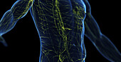 Male lymphatic system, illustration