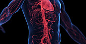 Male abdominal cardiovascular system, illustration