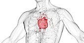 Male heart, illustration