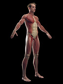 Male muscular system, illustration