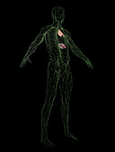 Male immune system, illustration