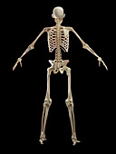 Male skeletal system, illustration