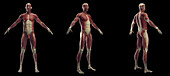 Male muscular system, illustration