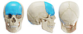 Frontal bone, illustration