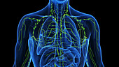 Lymphatic system, illustration