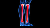 Tibia, illustration