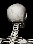 Upper spine, illustration